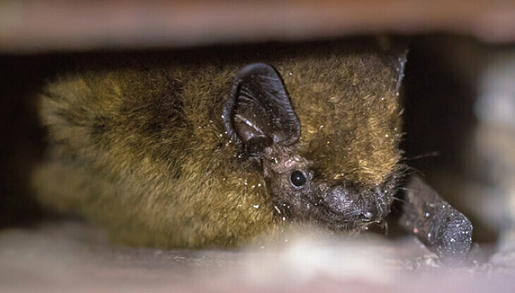 foto van vleermuis in de spouwmuur