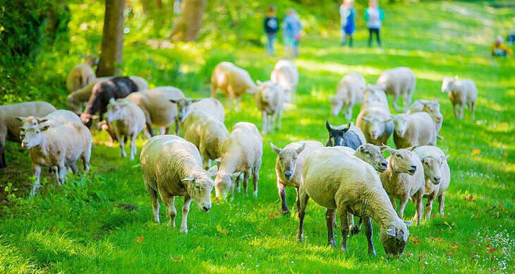 foto met kudde schapen in groen grasveld