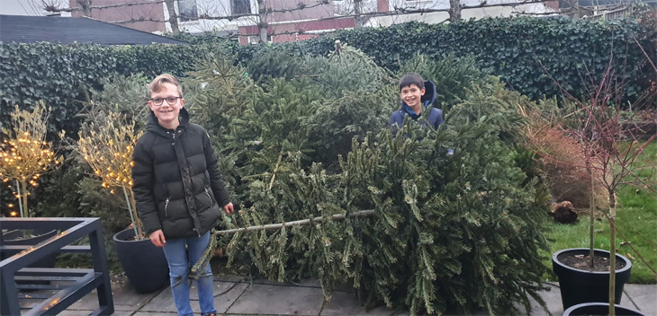 jongens met grote stapels kerstbomen