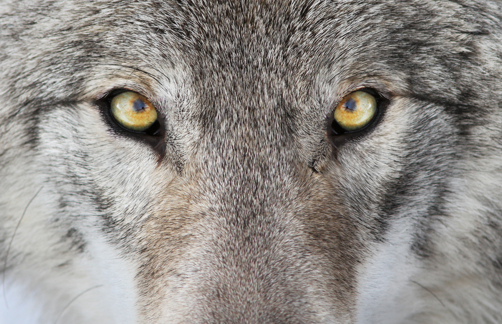 foto van ogen van de wolf