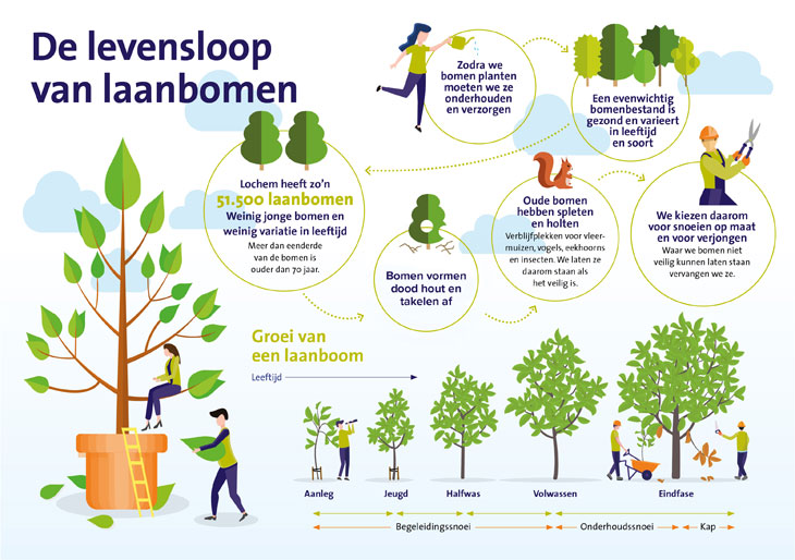 Gezonde bomen, zo doen we dat in het buitengebied