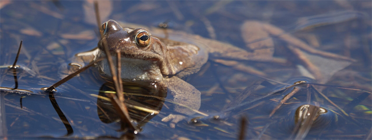 foto van een kikker half onder water