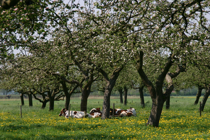Infoavond over fruitboomgaarden in Gorssel