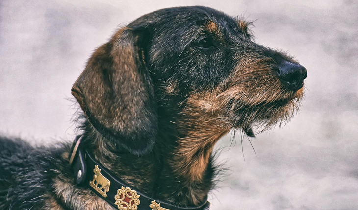 Hulp voor inwoners met huisdieren