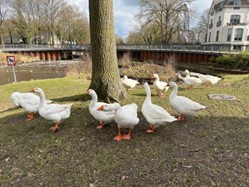 foto van groep ganzen aan de Noorderbleek